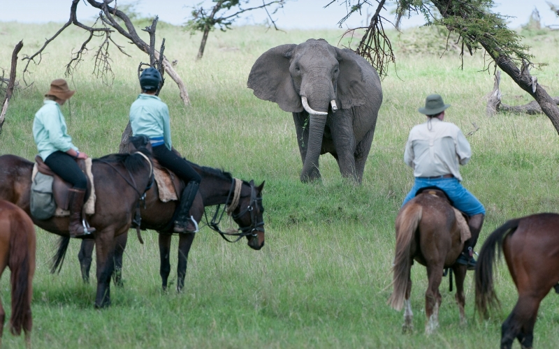 For Pure Exhilaration Look no Further than the Offbeat Riding Safari