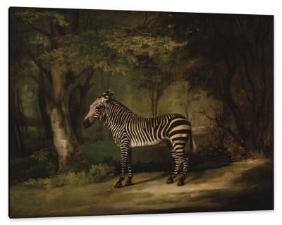 Zebra, c.1763, Oil on Canvas