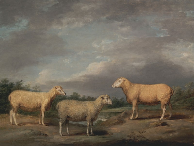 Ryelands Sheep, the King's Ram, the King's Ewe and Lord Somerville's, c.1807, Oil on Panel