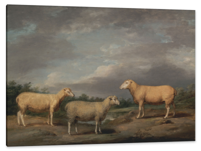 Ryelands Sheep, the King's Ram, the King's Ewe and Lord Somerville's, c.1807, Oil on Panel
