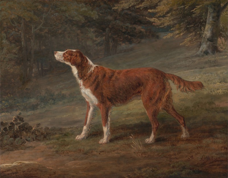 Ranger, A setter, Owned by Elizabeth Gray, c.1797, Oil on Canvas