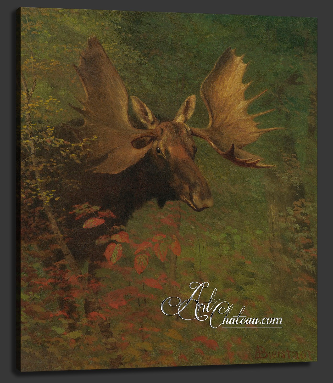 American Moose Study, after Albert Bierstadt
