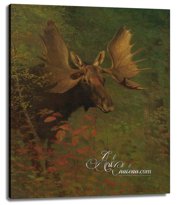 American Moose Study, after Albert Bierstadt