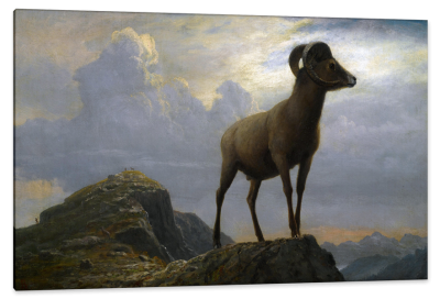 Bighorn Ram, c.1881, Oil on Canvas