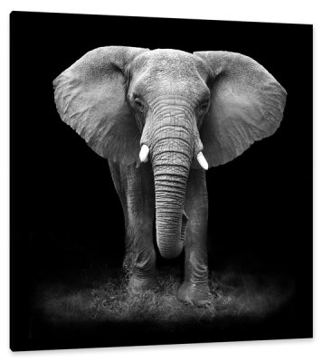 Loxodonta Africana, or African Bush Elephant, c.2013, Print on Photographic Paper