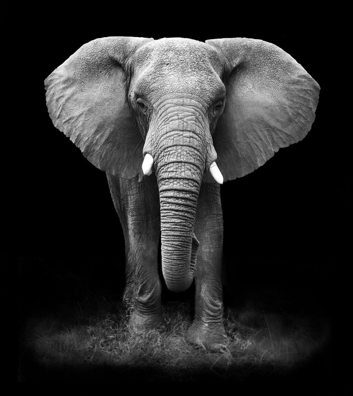 Loxodonta Africana, or African Bush Elephant, c.2013, Print on Photographic Paper