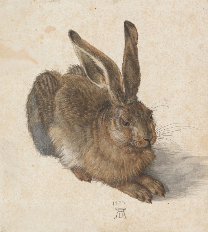 Black Forest Hare, c.1502, Pen and Brown Ink and Body Color