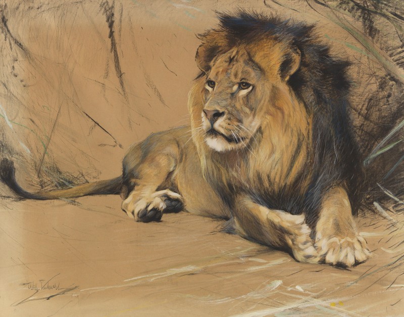 Lion, King of the Savannah, c.1922, Pastel on Parchment