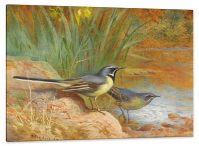 Grey Wagtails, c.1910, Watercolor on Paper
