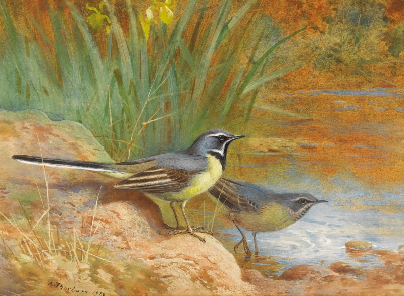 Grey Wagtails, c.1910, Watercolor on Paper