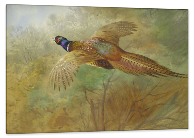 Flying Pheasant in a Woodland Landscape, c.1910, Watercolor on Paper