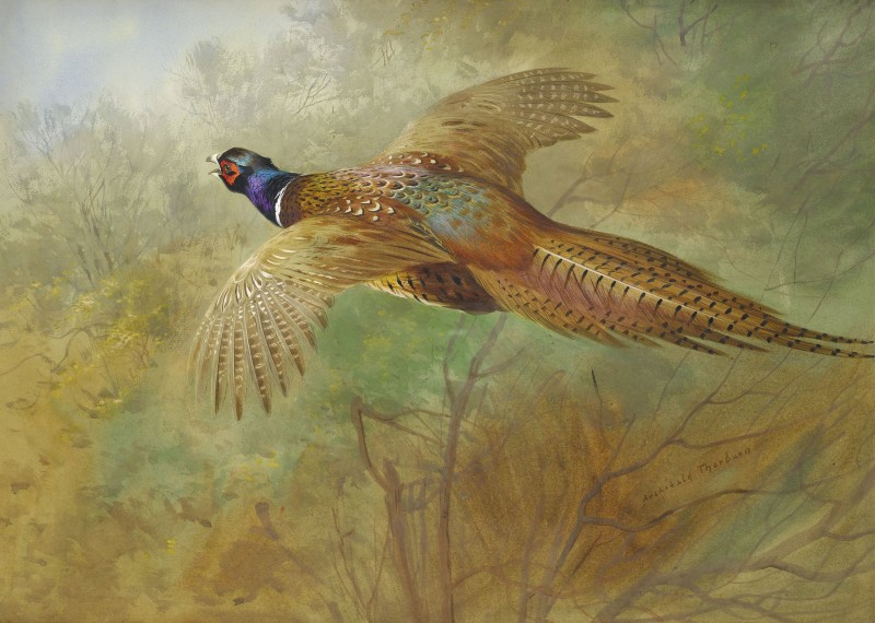 Flying Pheasant in a Woodland Landscape, c.1910, Watercolor on Paper