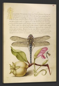 Dragonfly, Pear, Carnation, and Insect, c. 1562, Watercolors, gold, silver paint, and ink