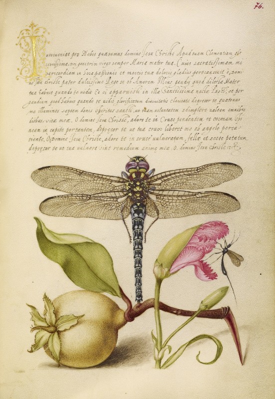 Dragonfly, Pear, Carnation, and Insect, c. 1562, Watercolors, gold, silver paint, and ink