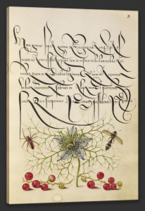 Spider, Love-in-a-Mist, Potter Wasp, Red Currant, c.1562, Watercolors, gold, silver paint, and ink