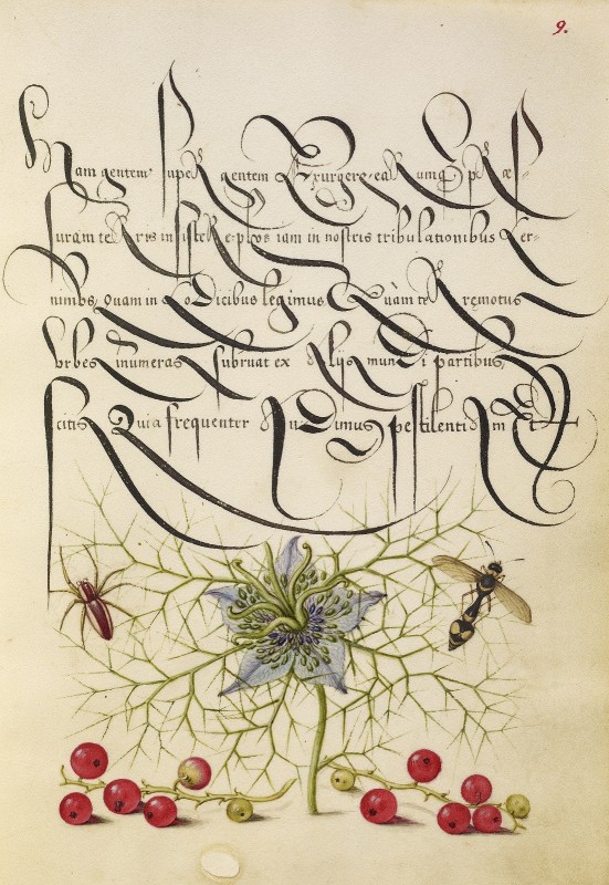 Spider, Love-in-a-Mist, Potter Wasp, Red Currant, c.1562, Watercolors, gold, silver paint, and ink