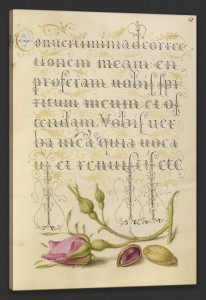 French Rose and Pistachio, c.1562, Watercolors, gold, silver paint, and ink