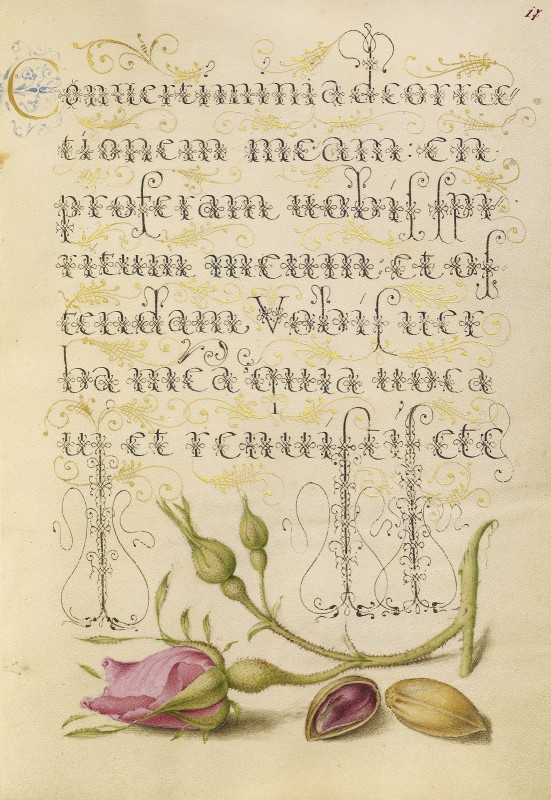 French Rose and Pistachio, c.1562, Watercolors, gold, silver paint, and ink